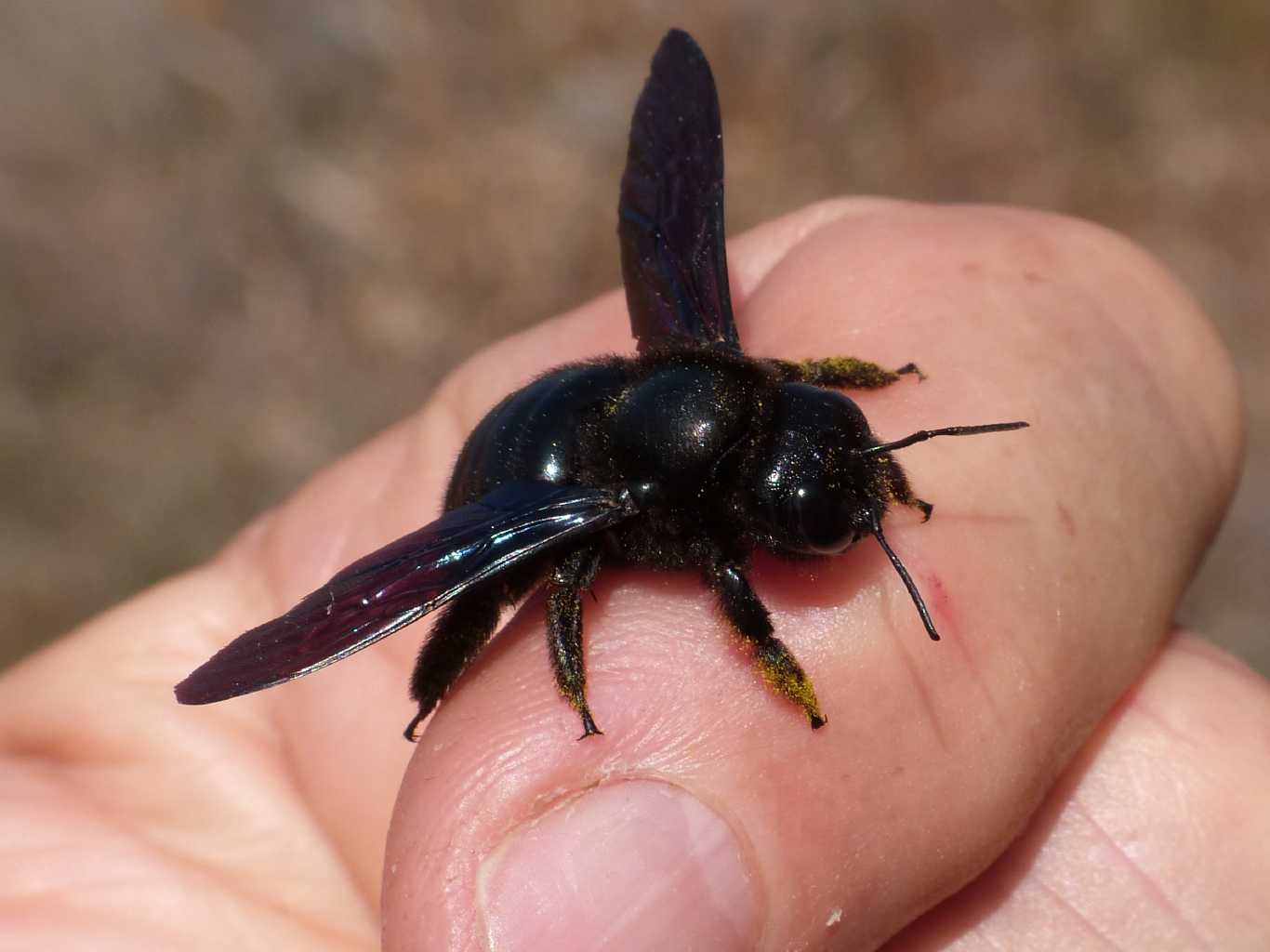 Megascolia maculata